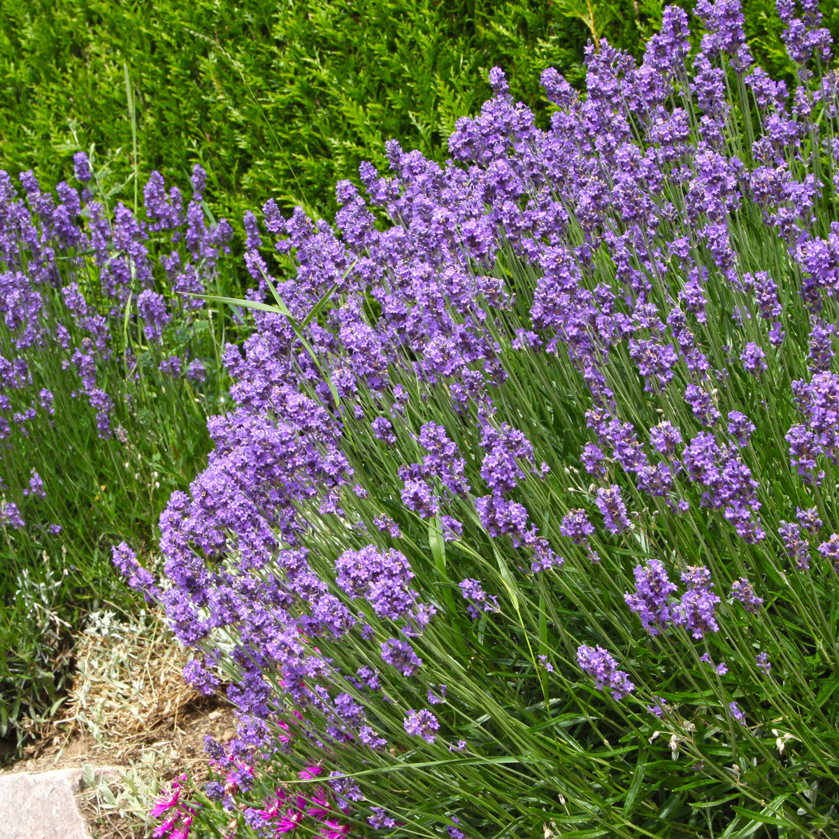 Plantes vivaces - Collection de 6 plantes vivaces pour extérieur moderne - Stipa tenuissima, Muhlenbergia capillaris, Lavandula angustifolia
