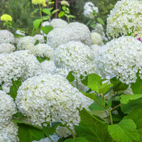 Collection d'Hortensias pour massifs et haies fleuris - Bakker.com | France