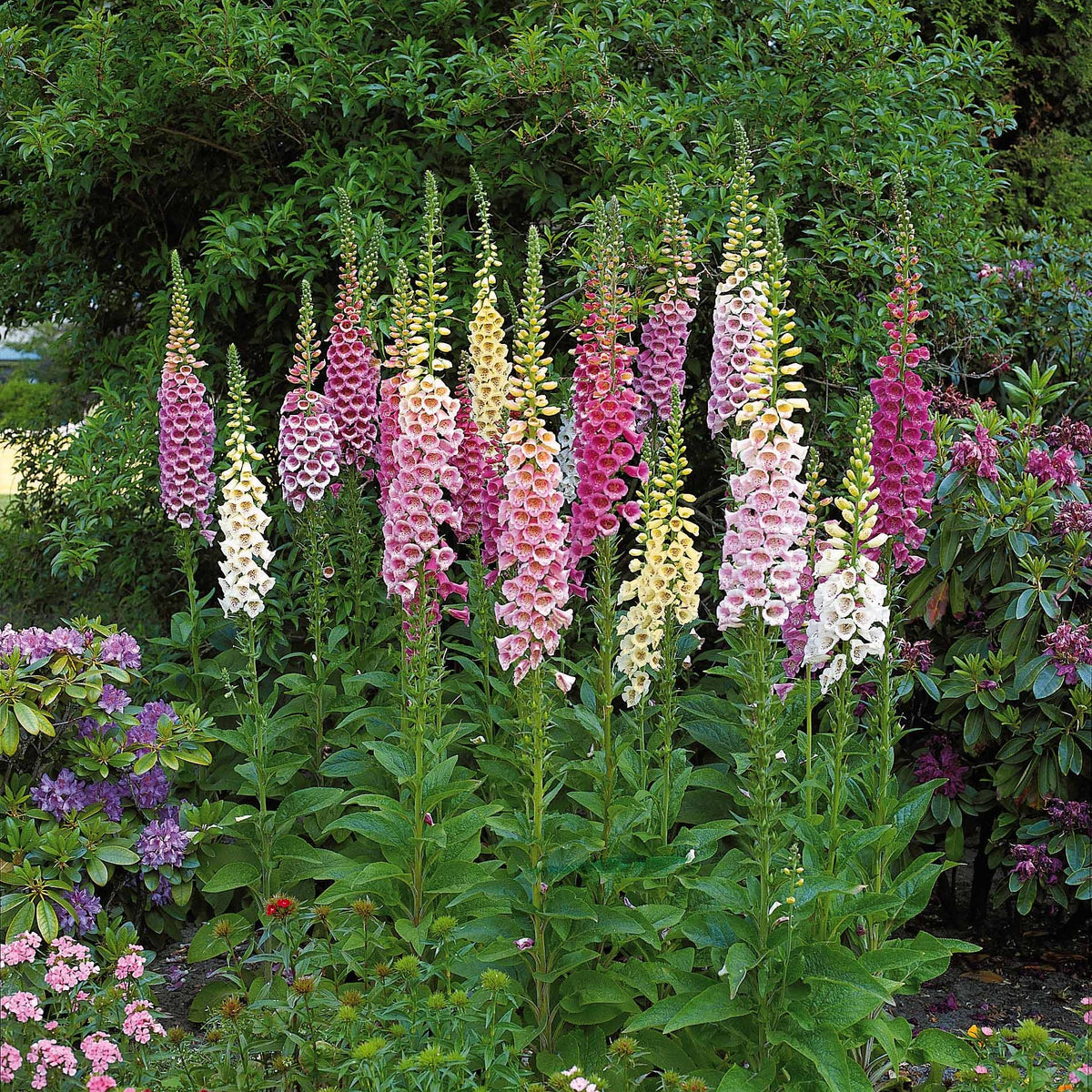 Veronicastrum virginicum, digitalis purpurea, alchemilla mollis - Collection de 9 plantes vivaces pour la mi-ombre - Plantes vivaces