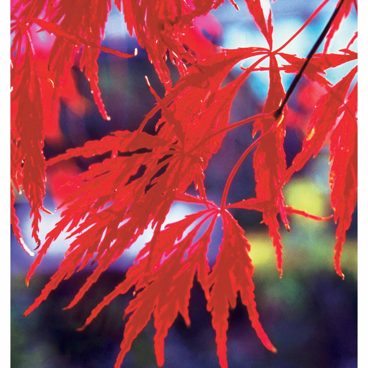 Vente Collection de 3 arbustes pour jardin japonais - Fargesia scabrida, cornus controversa, acer palmat