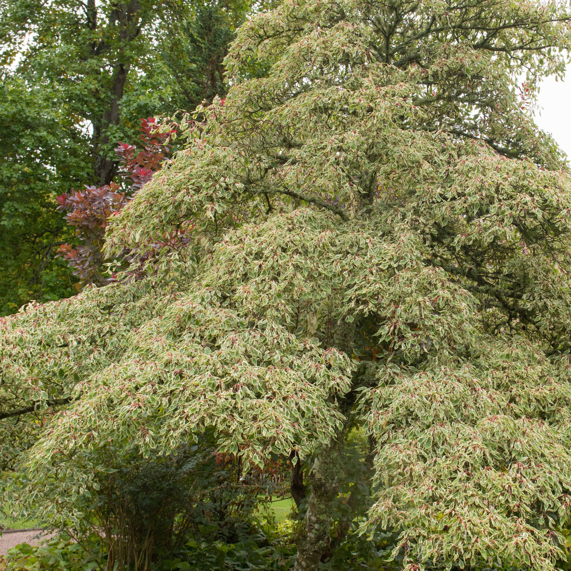 Bakker - Collection de 3 arbustes pour jardin japonais - Fargesia scabrida, cornus controversa, acer palmat