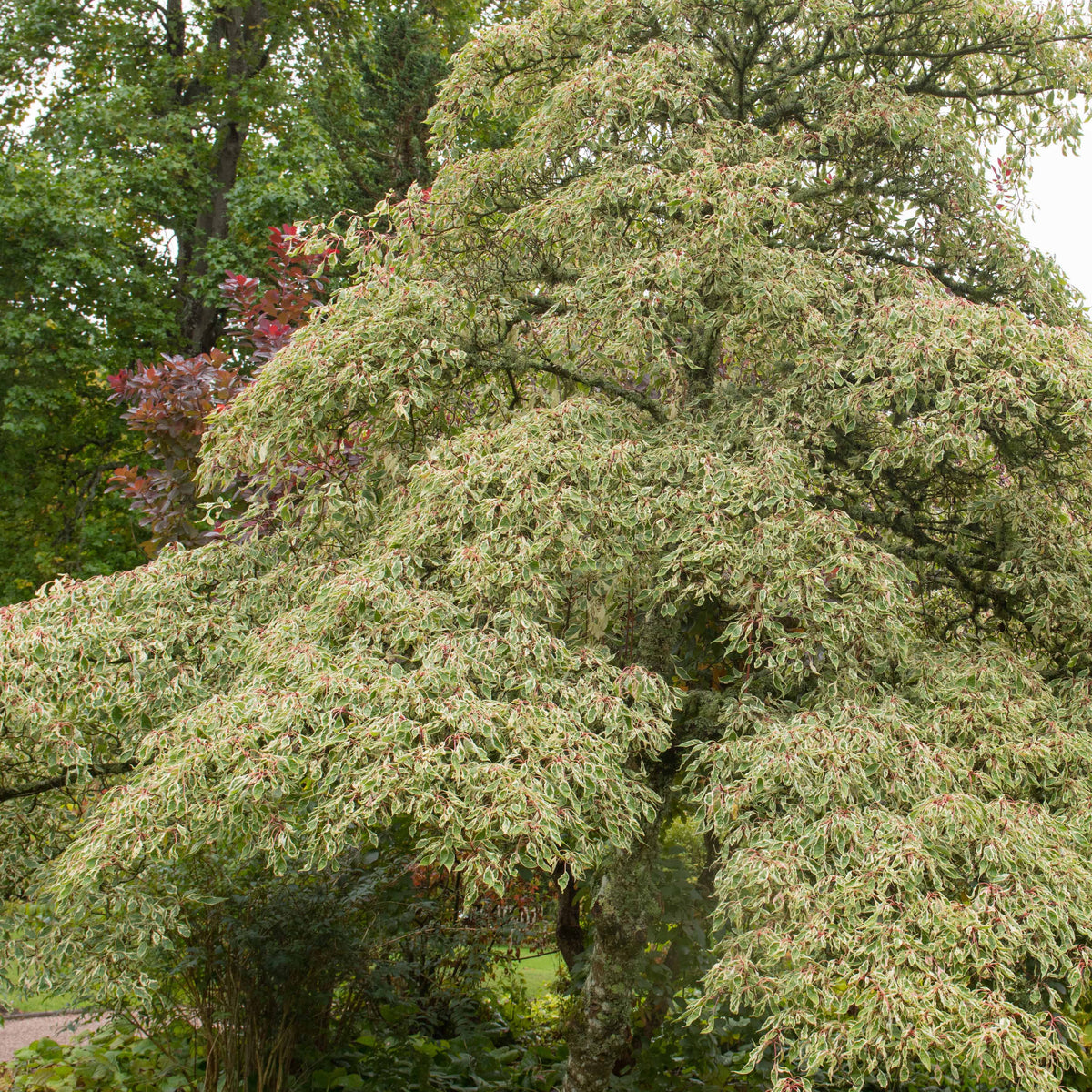 Fargesia scabrida, cornus controversa, acer palmat - Collection de 3 arbustes pour jardin japonais - Arbustes