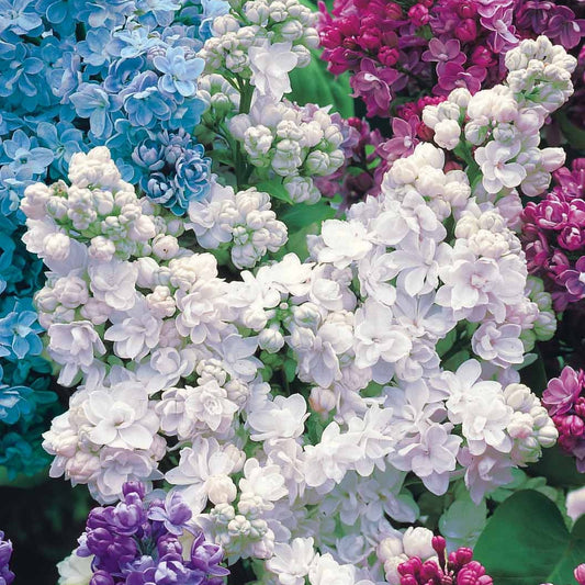 Collection de 4 Lilas doubles - Bakker