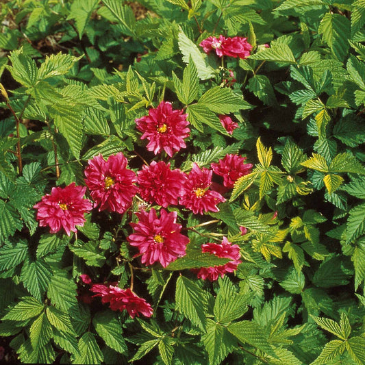 Bakker - Ronce d'ornement Olympic Double - Rubus spectabilis olympic double - Plantes d'extérieur