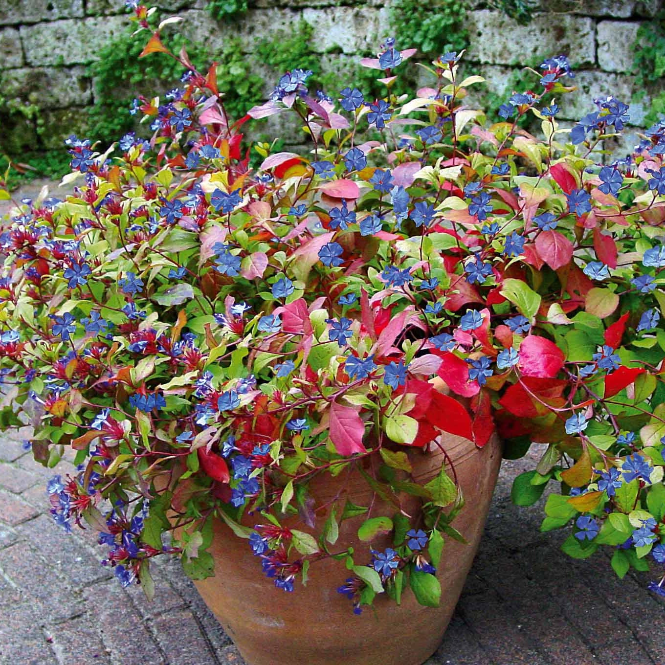 Vivaces fleuries - Cerastostigma - Dentelaire bleue - Ceratostigma plumbaginoides