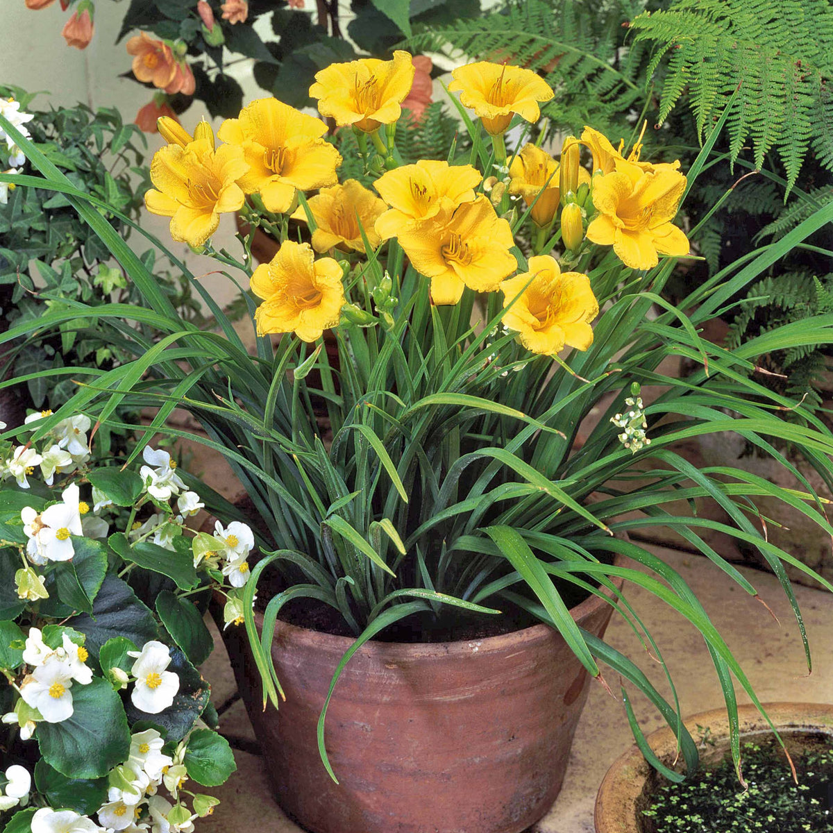 Hémérocalle Stella de Oro - Hemerocallis Stella de Oro - Bakker