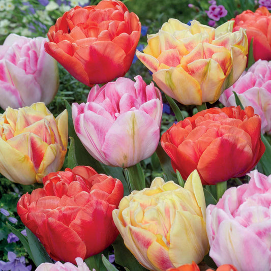 Bakker - Collection de 12 Tulipes à fleurs de pivoine en mélange - Tulipa foxtrot, foxy foxtrot , copper image - Bulbes à fleurs