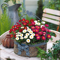 Bakker - 2 Pâquerettes en mélange - Bellis perennis mixed - Arbustes et vivaces