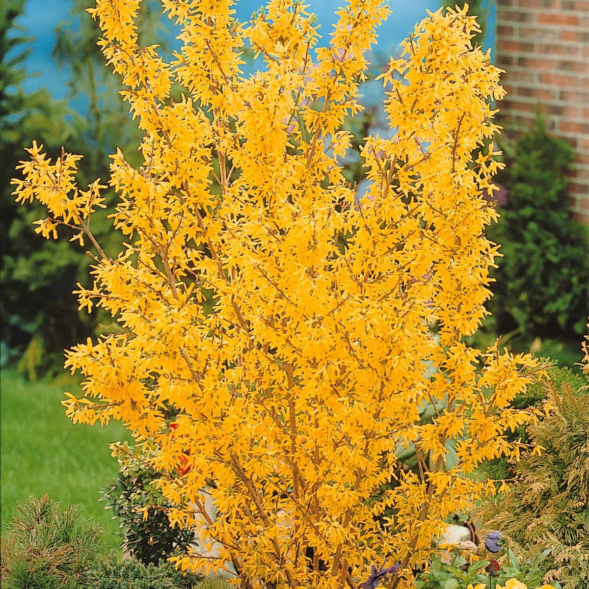 Vente Collection de 2 arbustes : Forsythia et Arbre de Judée