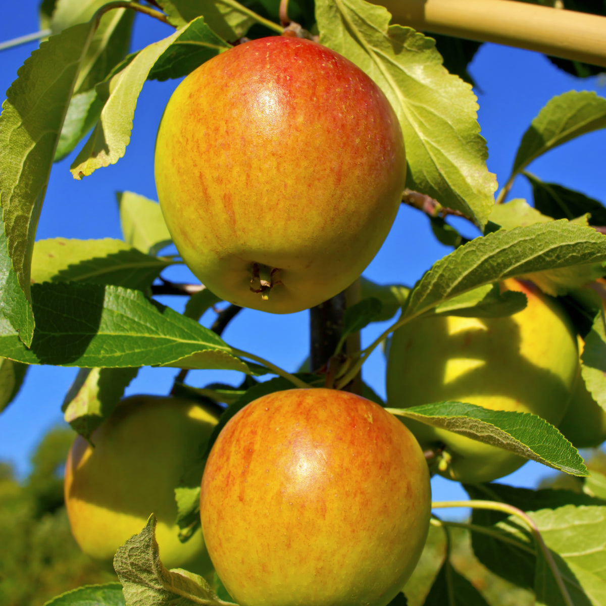 Pommiers - Collection de  Pommiers : Reine de reinettes, Gala, Golden Delicious - Malus domestica reine de reinettes, gala, golden delicious