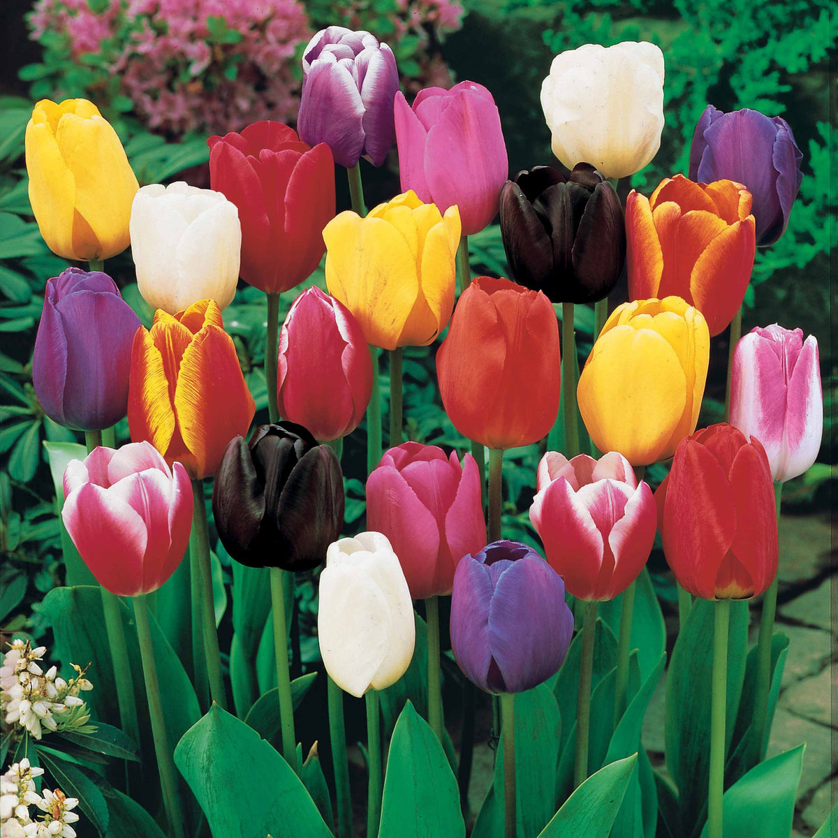 75 Tulipes à longues tiges en mélange - Tulipa - Bakker