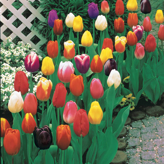 100 Tulipes à longues tiges en mélange - Tulipa - Bulbes à fleurs