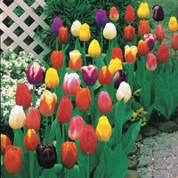 Bakker - 50 Tulipes à longues tiges en mélange - Tulipa - Bulbes à fleurs