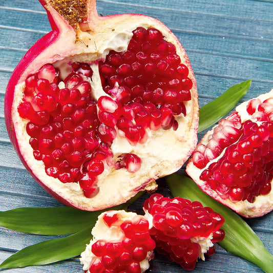 Grenadier Meknes - Bakker