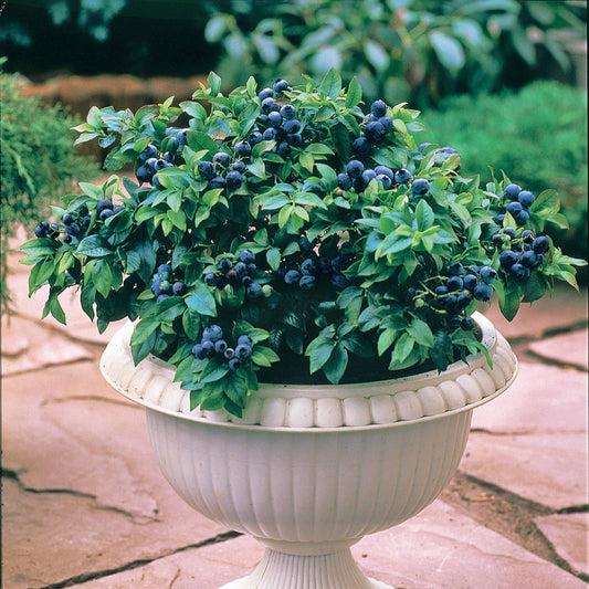 Myrtille Top Hat - Bakker