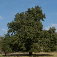 Chêne vert - Bakker
