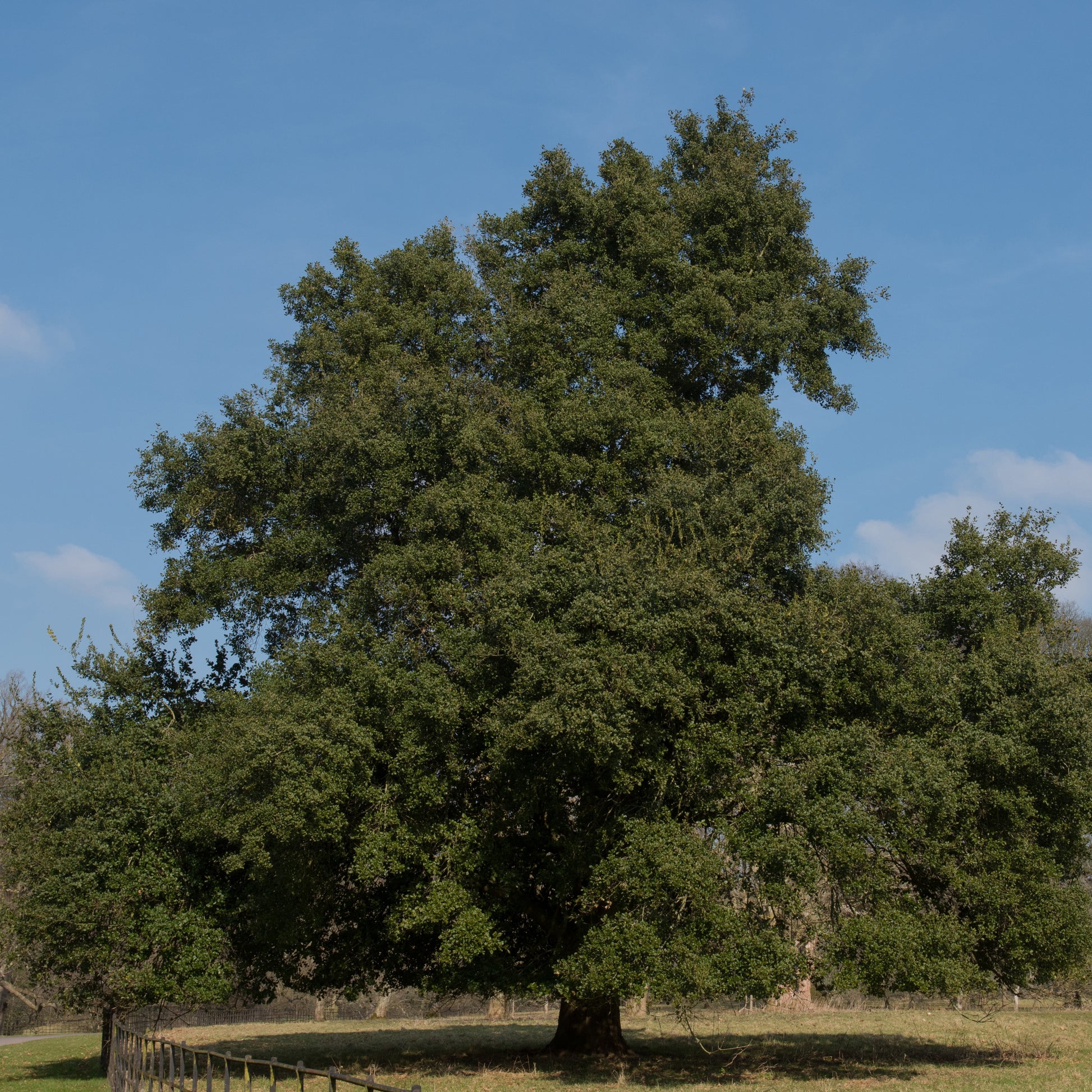 Chêne vert - Bakker