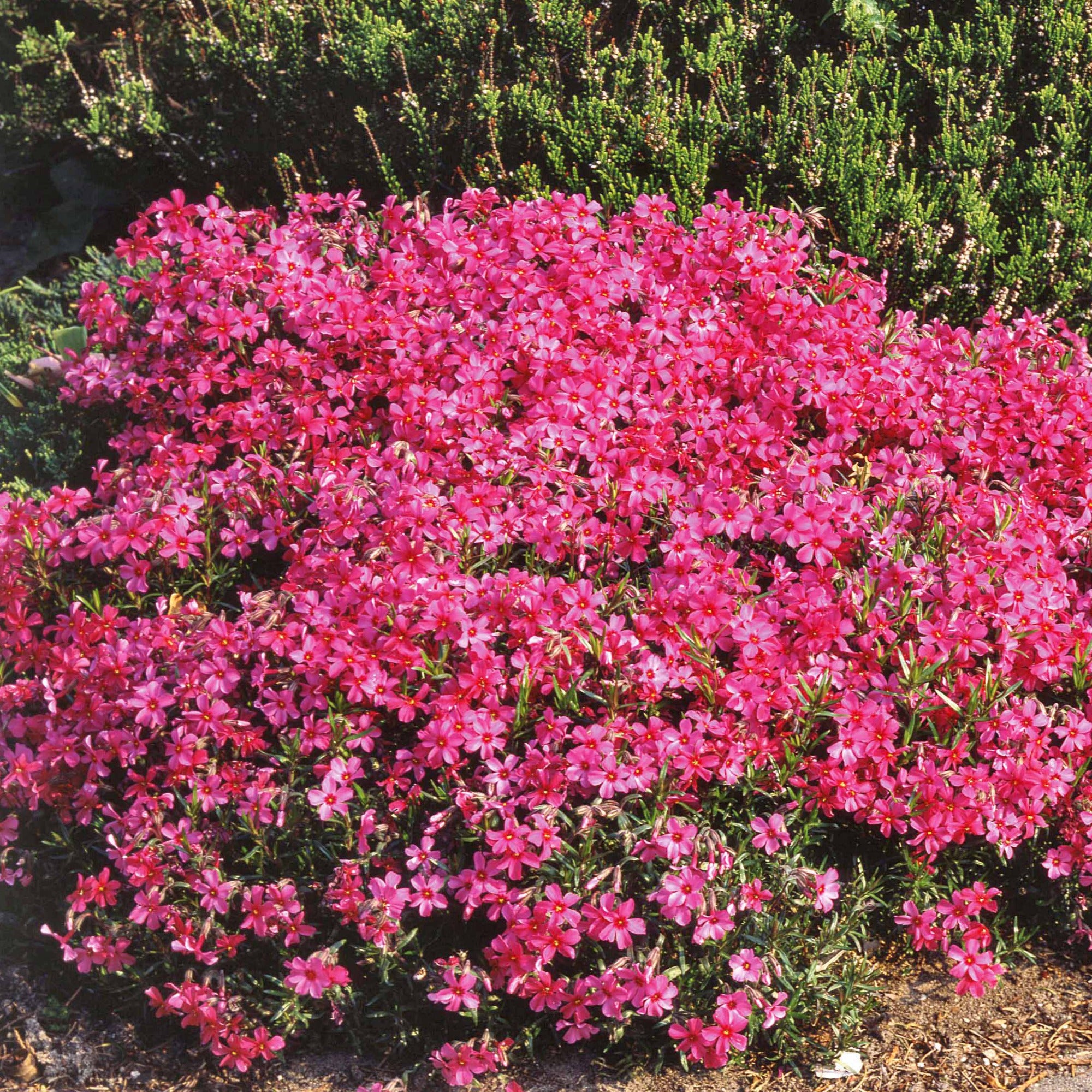 Phlox mousse Moerheimii roses | Bakker.com