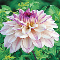 Dahlia flashback - 3 Dahlias décoratifs Flashback - Bulbes de Dahlia