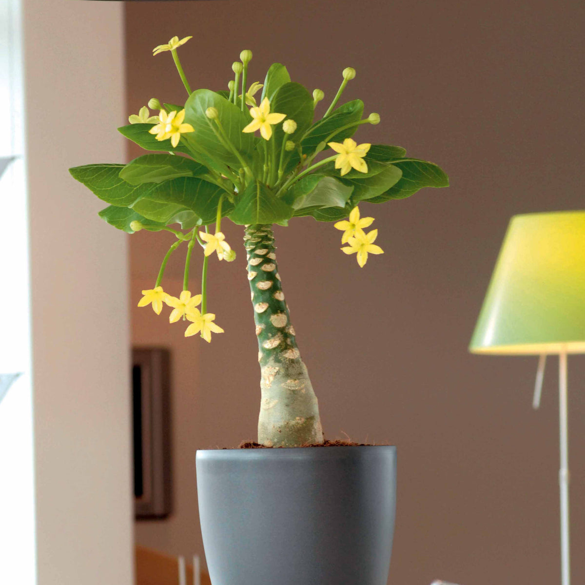 Palmier Hawaien + Cache pot blanc 14cm. - Bakker