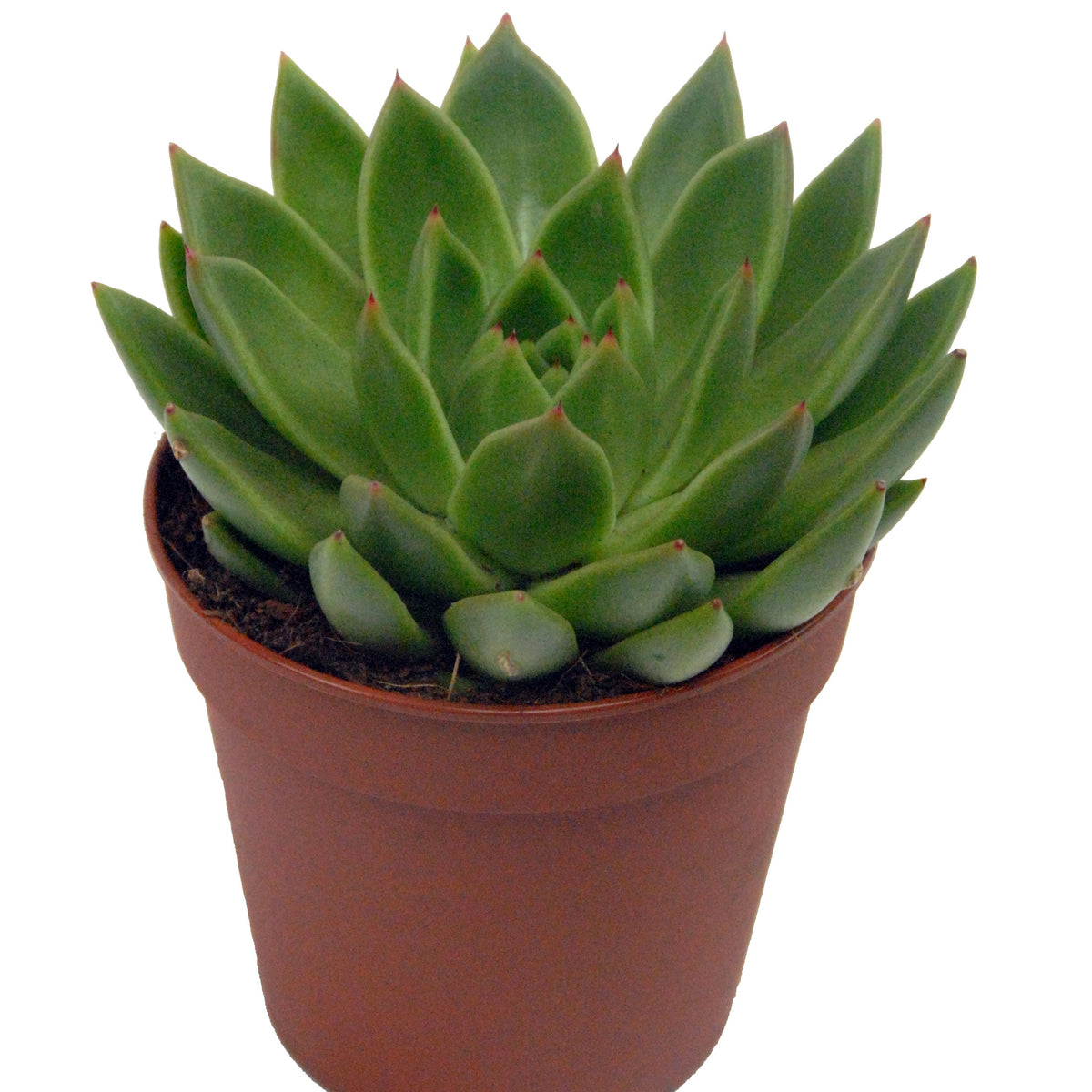 Echeveria agavoides + cache pot blanc 14 cm - Echeveria agavoides - Bakker