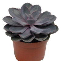 Echeveria Pearl van Nuernberg + cache pot blanc 14 cm.