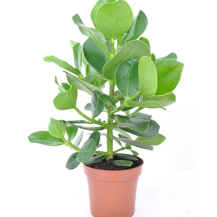 Clusia princess - Clusia Princess + cache pot blanc 14 cm. - Plantes d'intérieur avec cache-pot