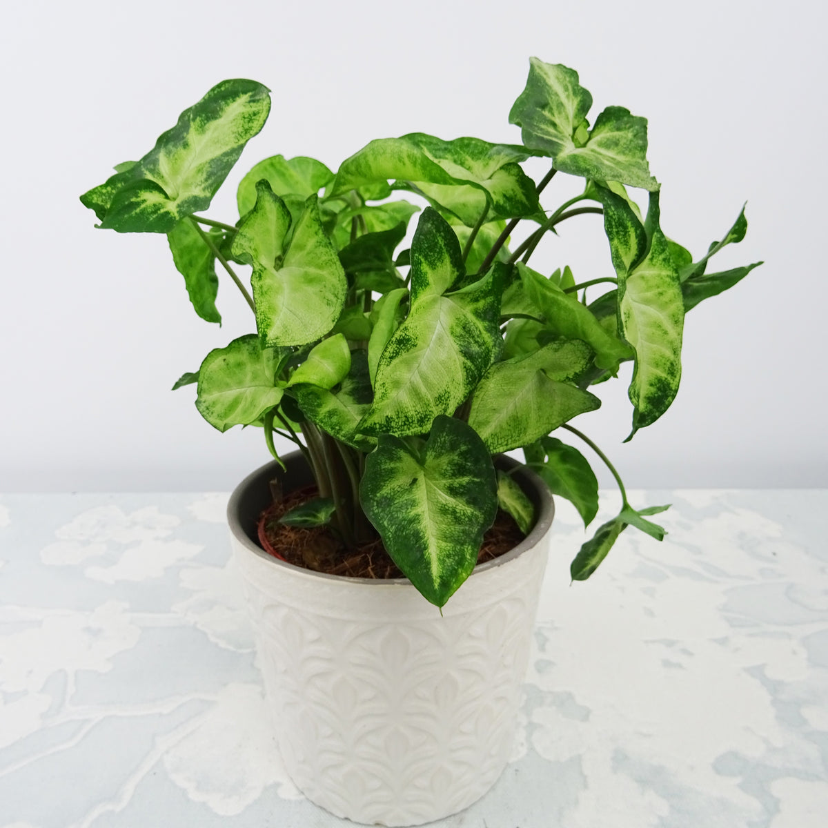 Syngonium Pixie + cache pot blanc 14 cm. - Syngonium pixie - Bakker