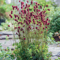 Sanguisorba Proud Mary - Bakker