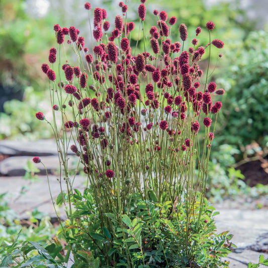 Sanguisorba Proud Mary - Bakker