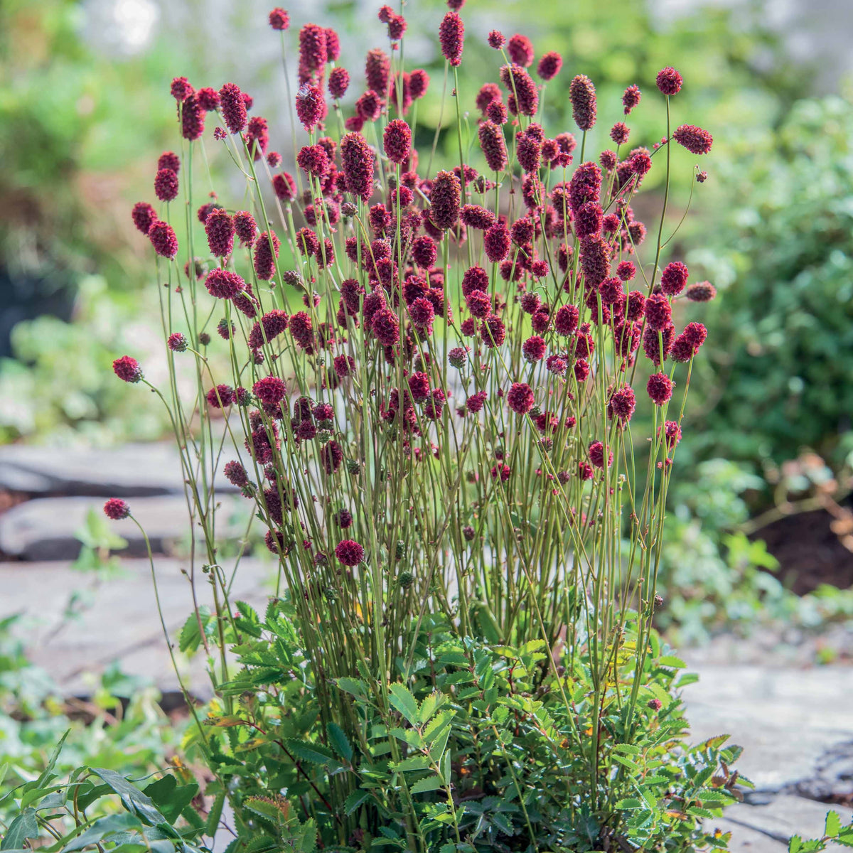 Sanguisorba Proud Mary - Bakker