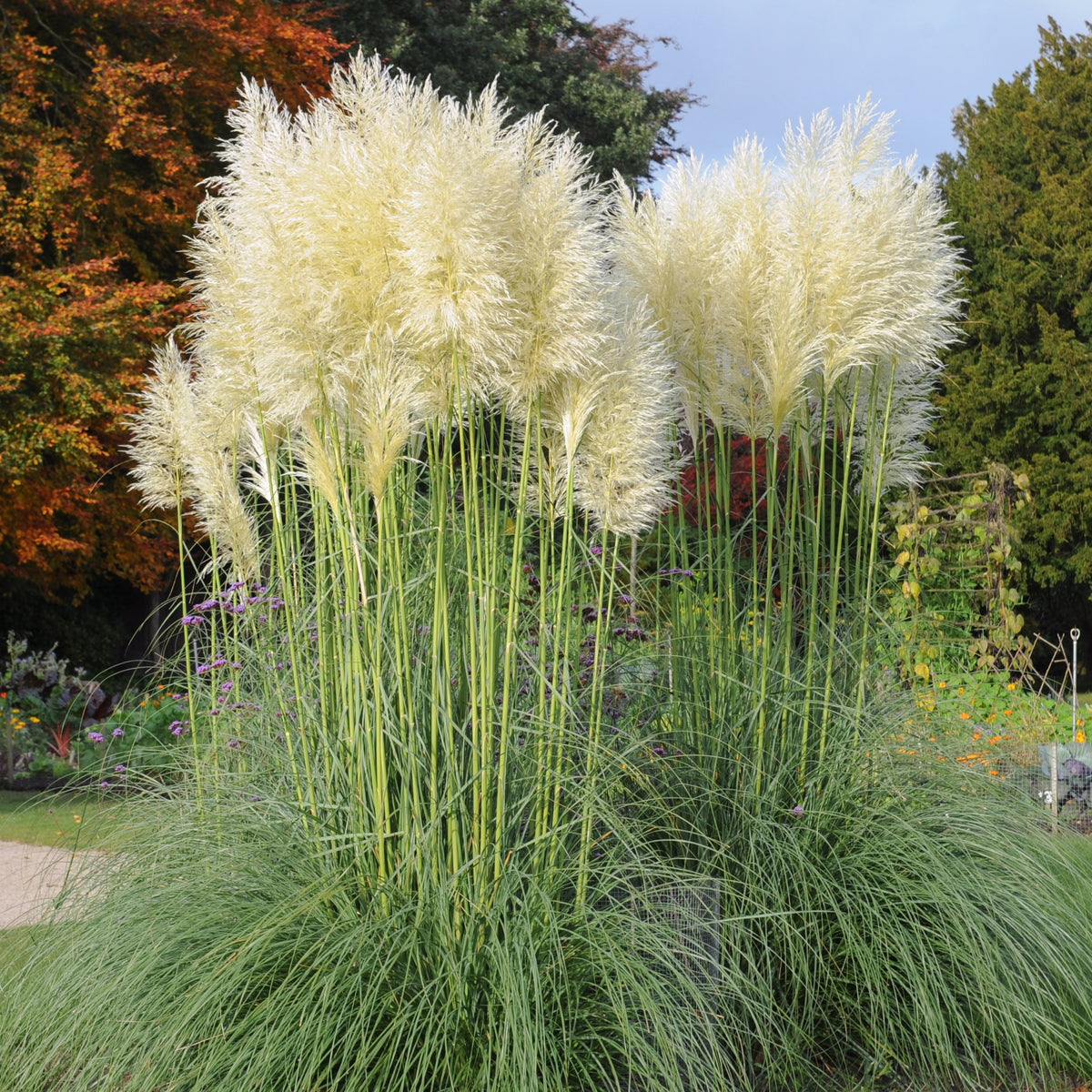 Cortaderia selloana monstruosa - Herbe de la pampa blanche - Herbe de la pampa - Cortaderia