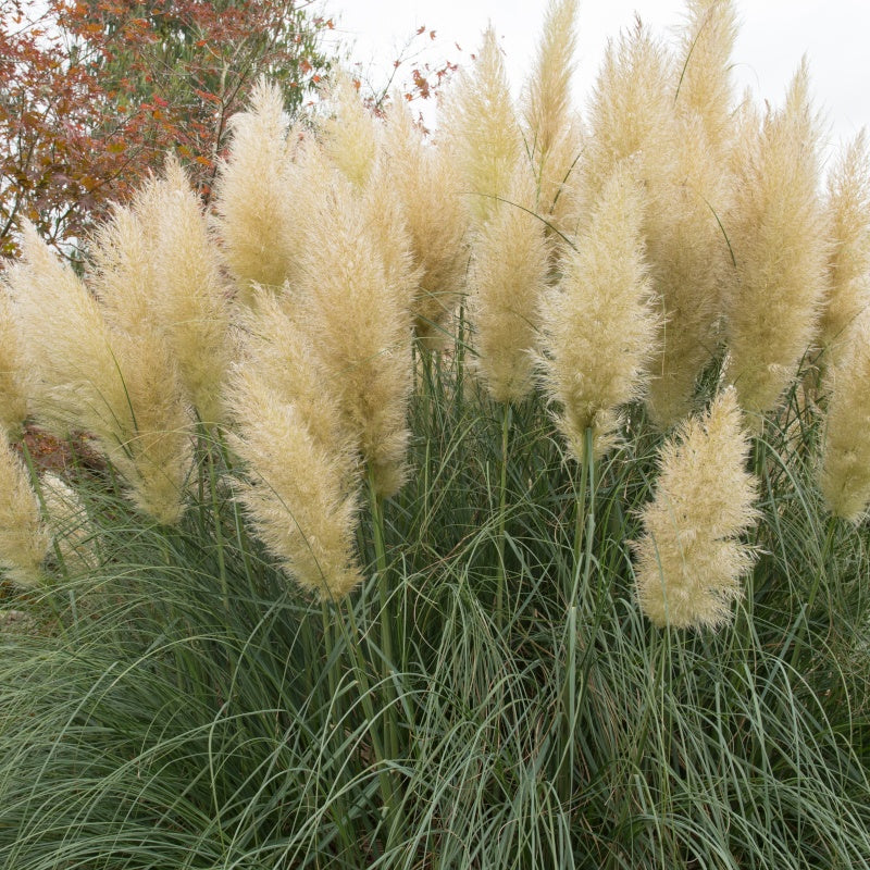 Herbe de la pampa - Cortaderia - Herbe de la pampa blanche - Cortaderia selloana monstruosa