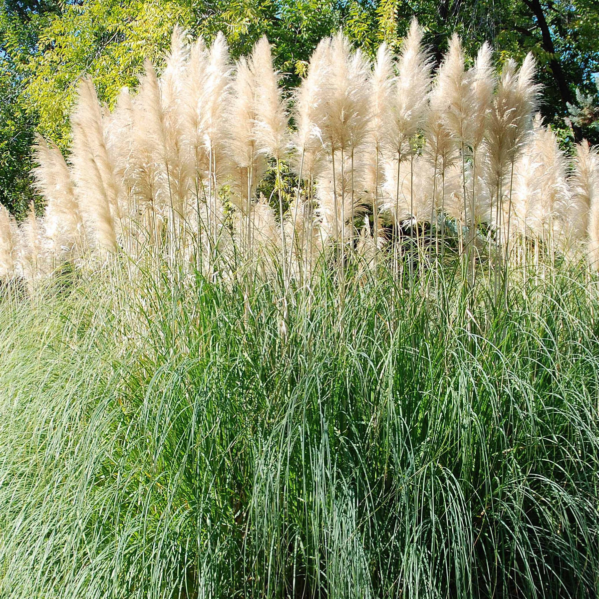Herbe de la pampa blanche - Bakker