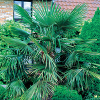 Bakker - Palmier nain de Méditerranée - Chamaerops humilis - Plantes d'extérieur