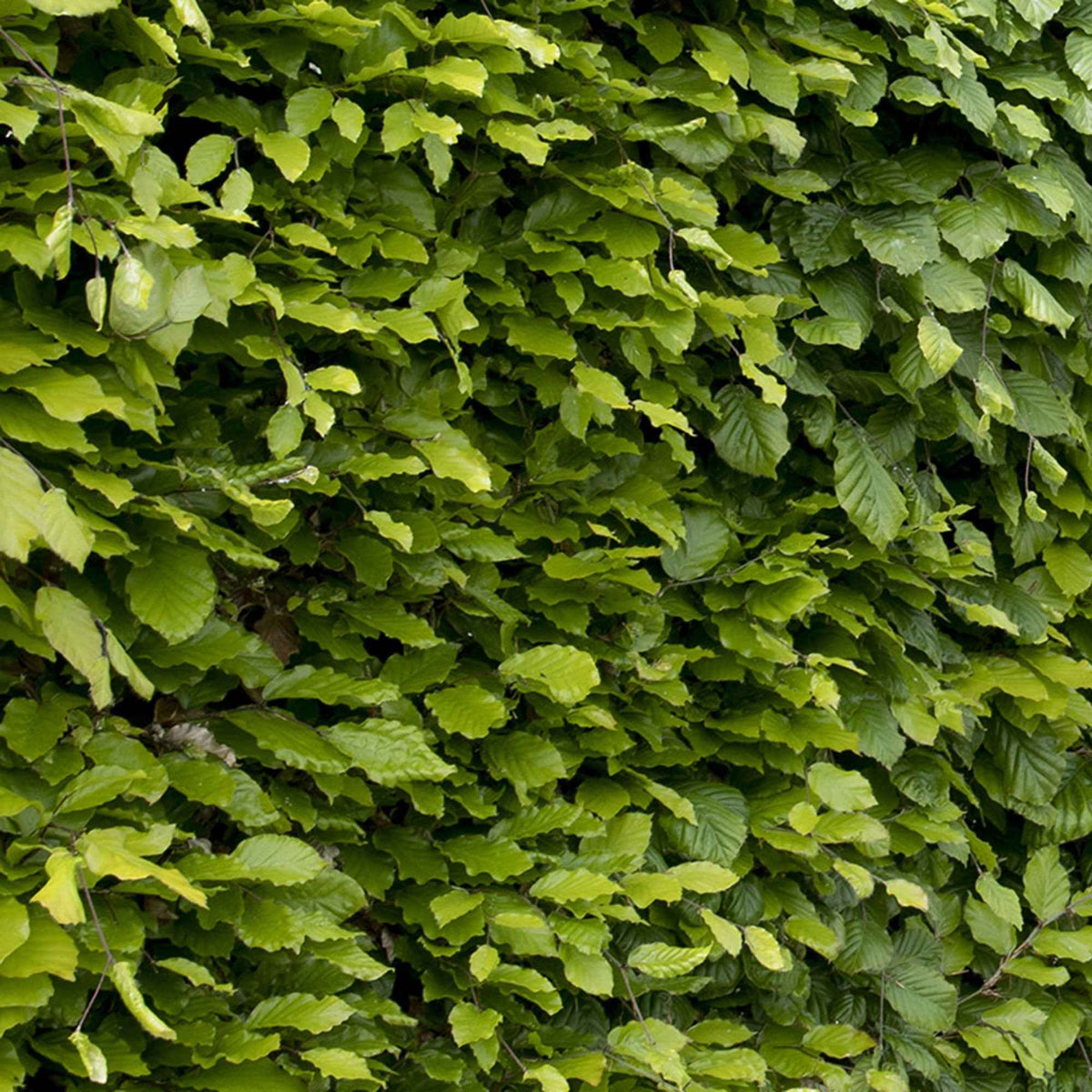 Hêtre commun #1 - Fagus sylvatica - Bakker