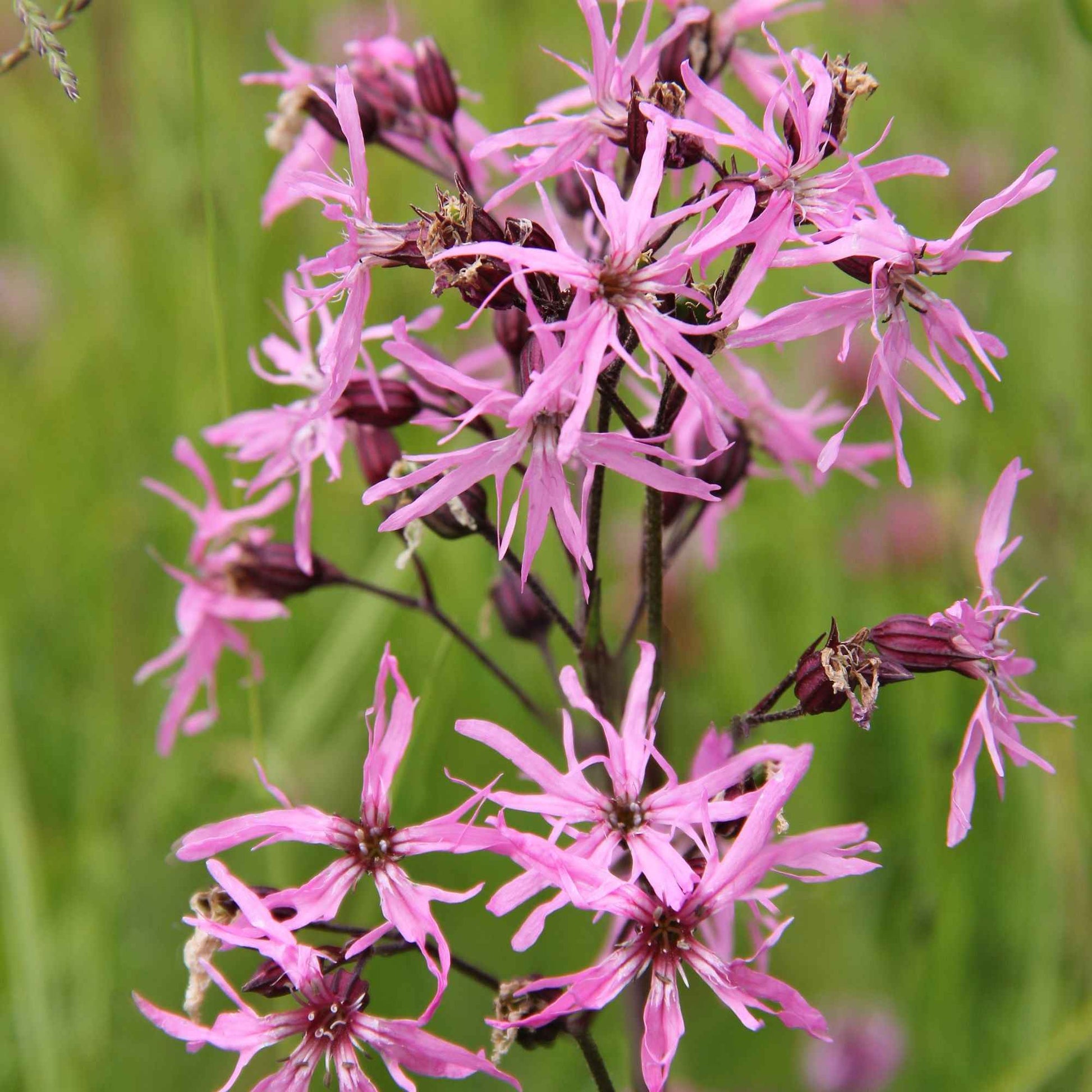 Lychnis fleur de coucou - Bakker.com | France