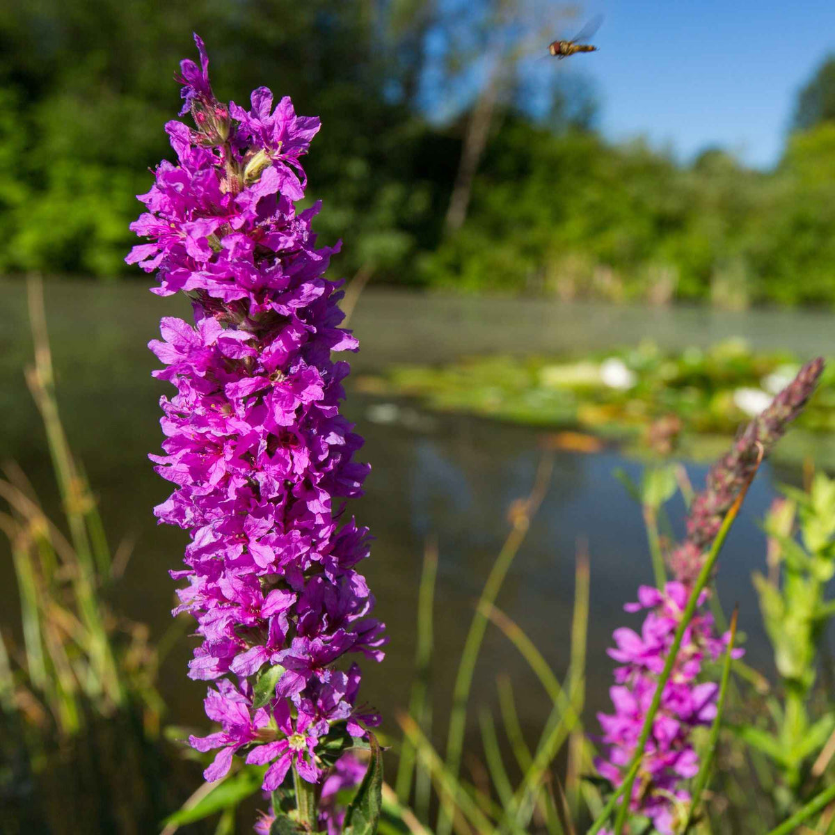 Lythrum salicaria - Salicaire commune - Toutes les plantes de bassin