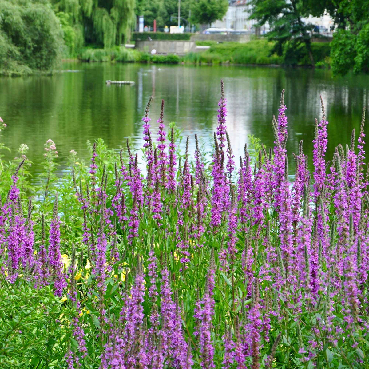 Salicaire commune - Lythrum salicaria - Bakker