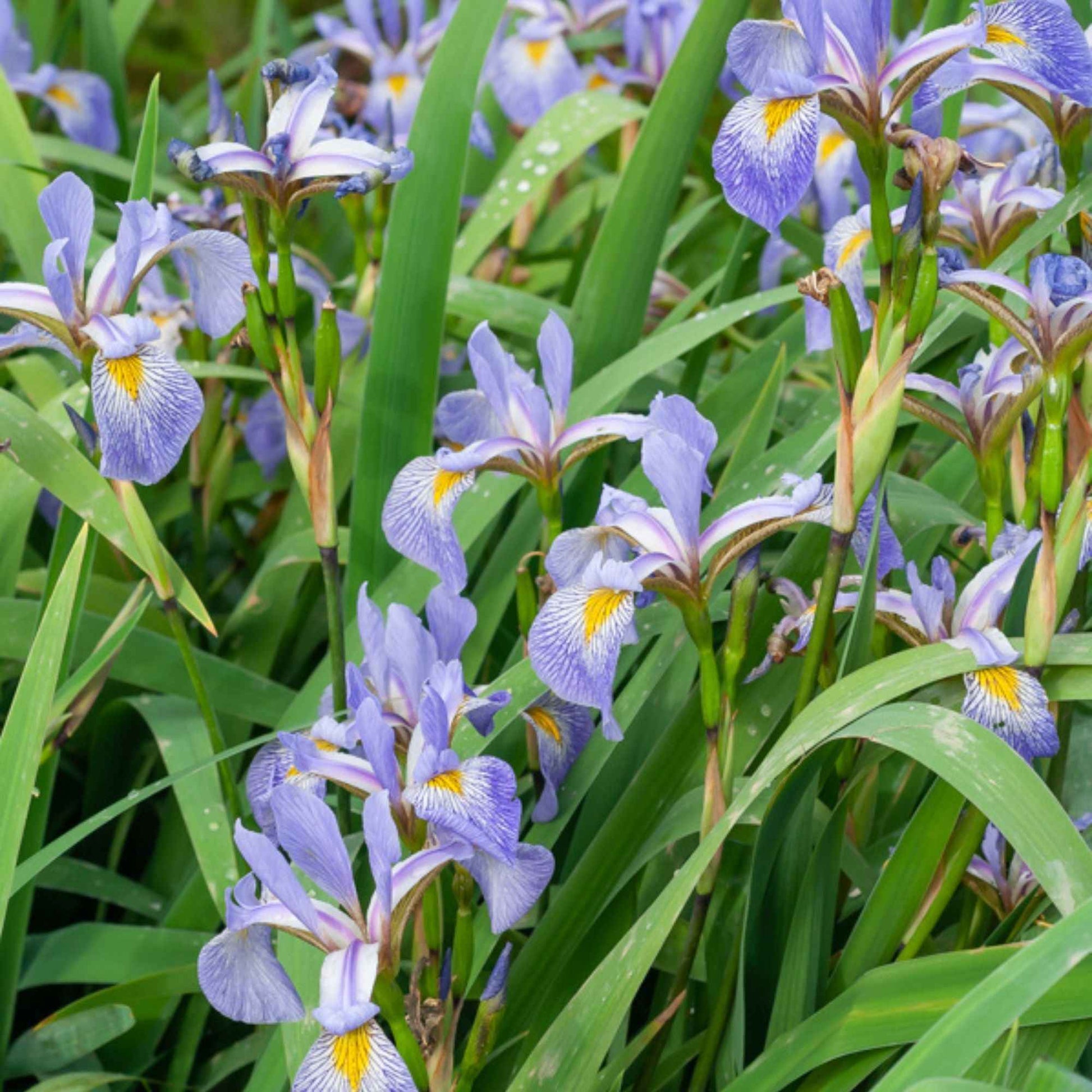Iris versicolor - Bakker.com | France