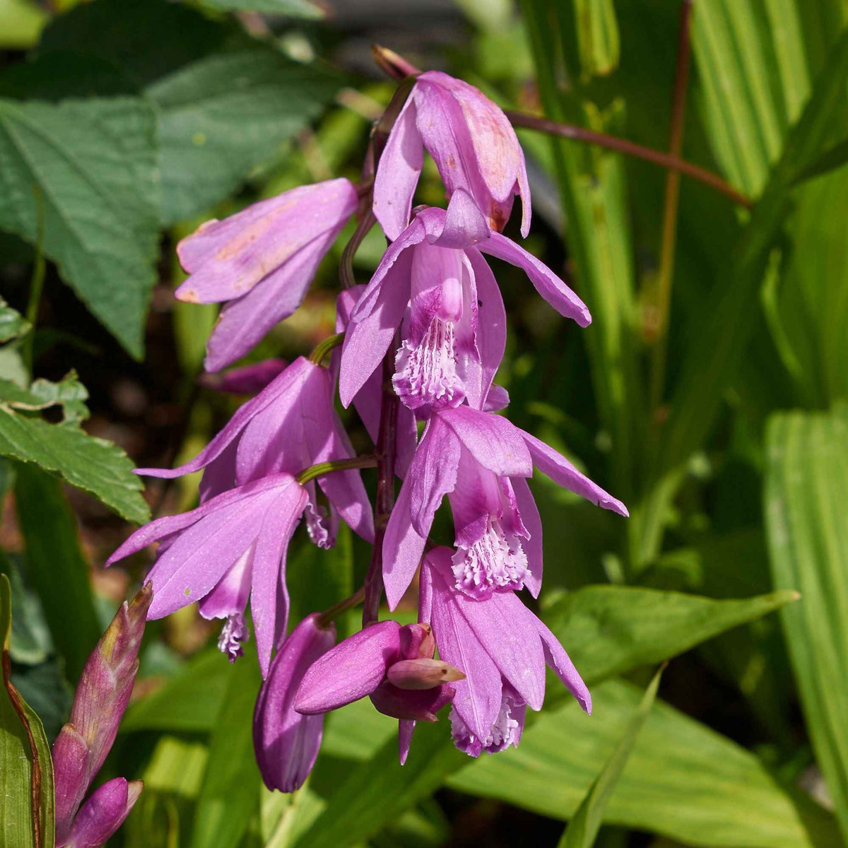 Vente Orchidée Jacinthe