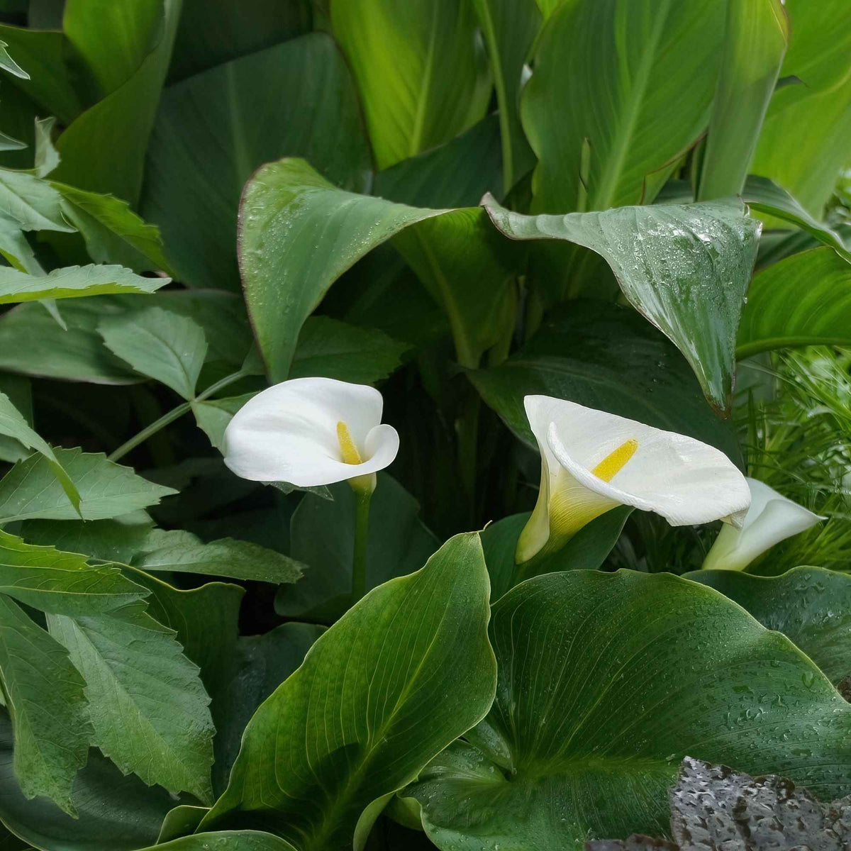 Vente Arum blanc - Calla - Zantedeschia aethiopica
