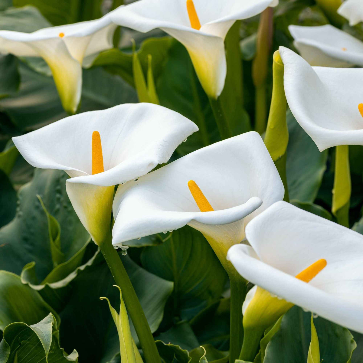 Toutes les plantes de bassin - Arum blanc - Calla - Zantedeschia aethiopica