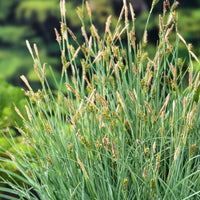 Laîche Faux Panic - Carex - Bakker.com | France