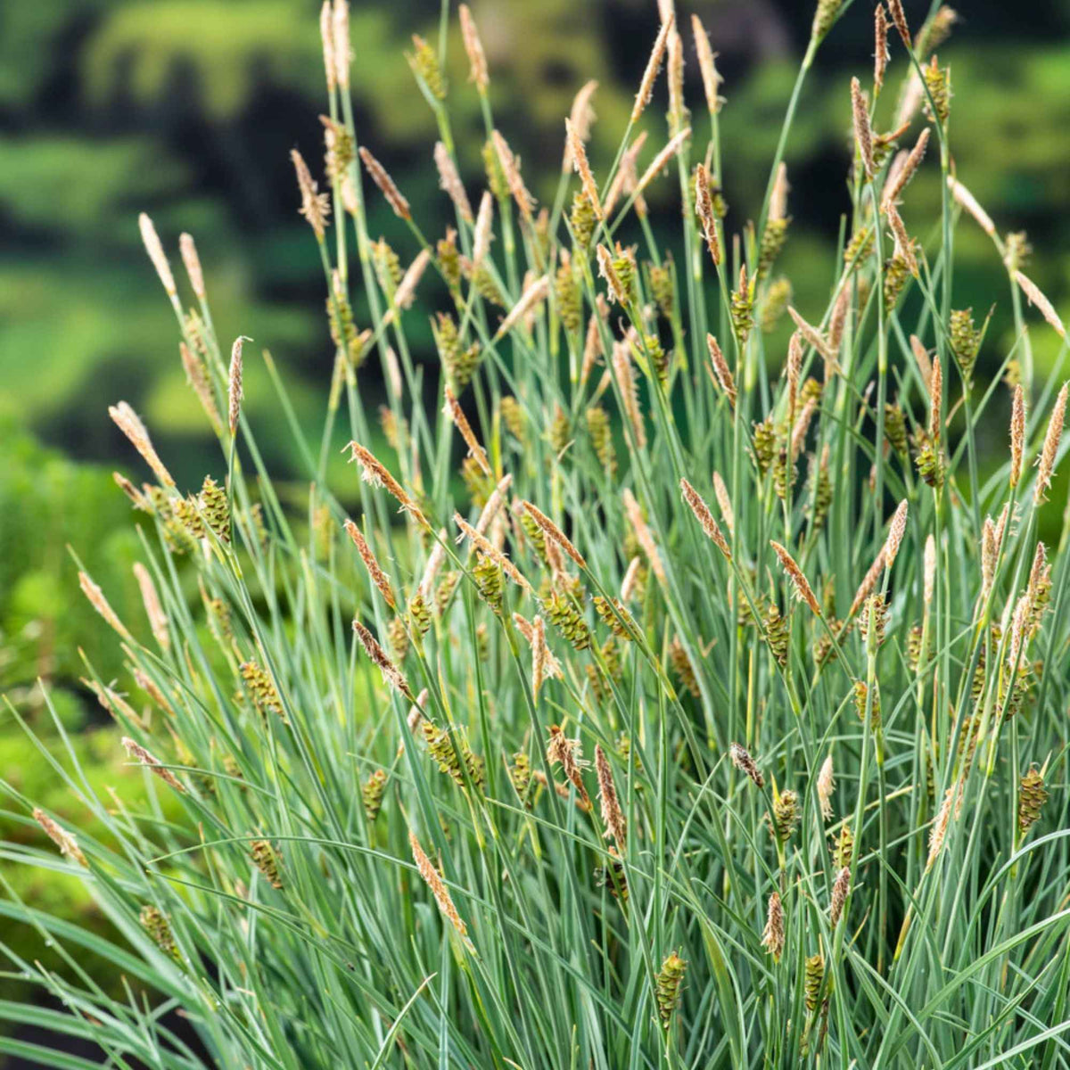 Laîche Faux Panic - Carex - Carex panicea - Bakker