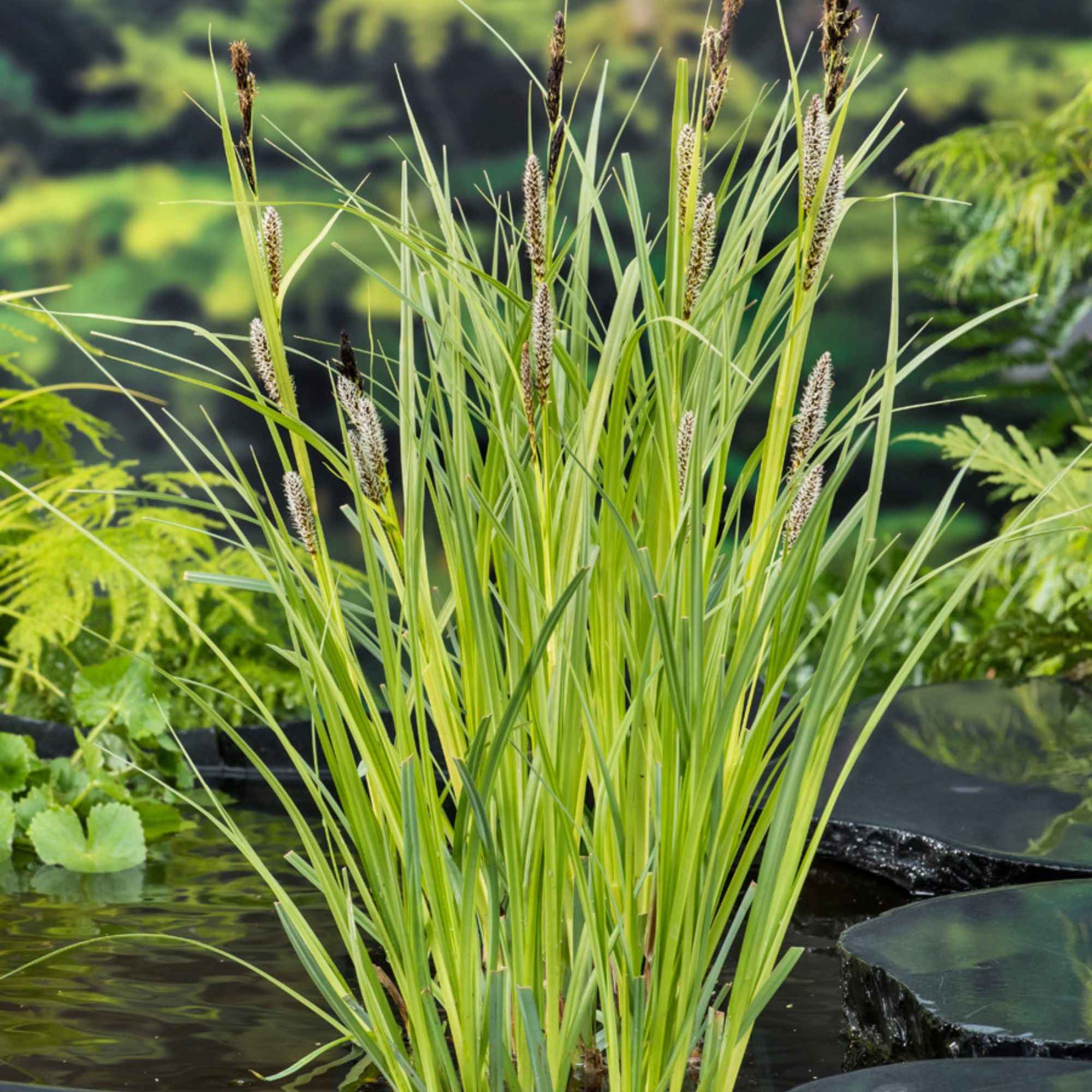 Laîche des rivières - Carex riparia | Achat en ligne sur Bakker.com