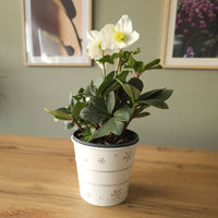 Plantes d'intérieur fleuries - Héllébore de Noel et son pot de Noël - Helleborus niger Christmas Carol