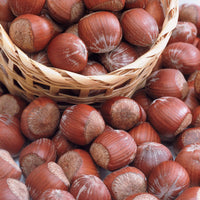 Noisetier pourpre Rote Zellernuss - Bakker