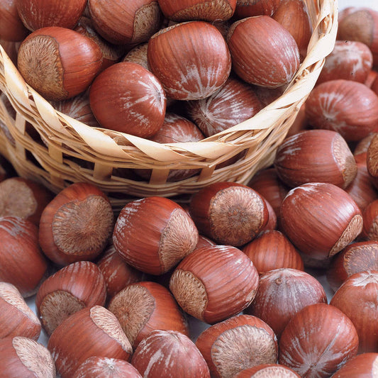 Noisetier pourpre Rote Zellernuss - Bakker