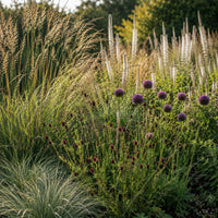 5 Vivaces pour prairie fleurie - Bakker